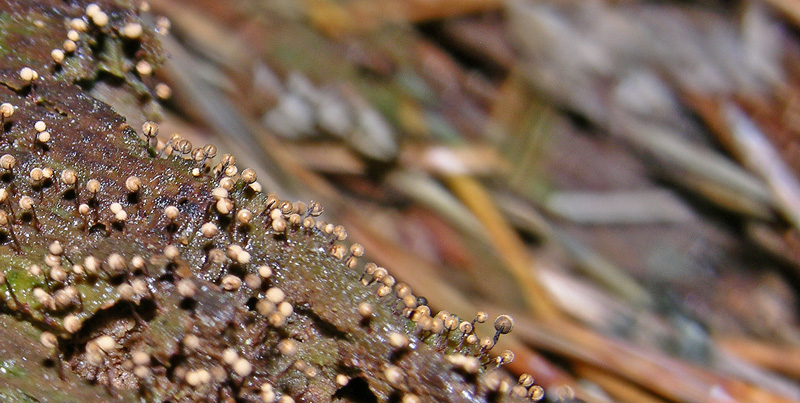 Myxomyceti del 9 giugno.